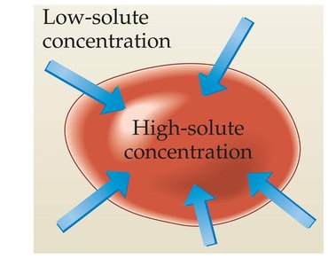 Hypotonic solution effect on cells