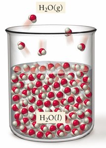 Dynamic equilibrium in vaporization