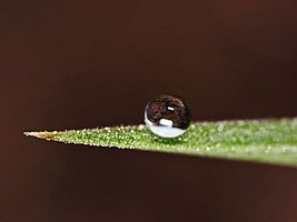 Water droplet showing surface tension