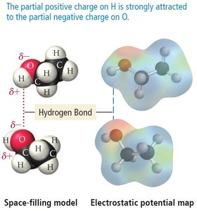 Hydrogen bonding in water