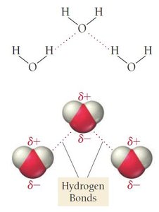Hydrogen bonding in water