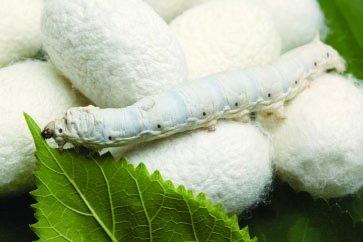 Silkworm and silk cocoons