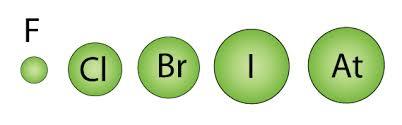 Relative atomic sizes of halogens