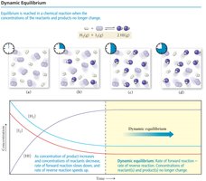 Dynamic equilibrium: molecular view and concentration vs. time graph