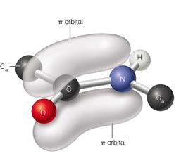Peptide bond formation between amino acids
