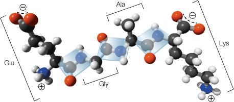 Peptide bond formation and polypeptide chain