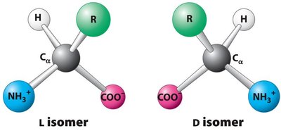 L and D isomers of amino acids