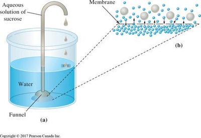 Osmosis diagram