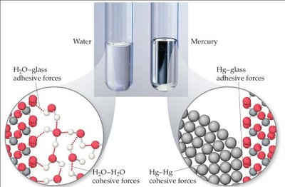 Surface tension and molecular forces at the surface