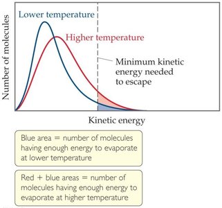 Kinetic energy distribution and evaporation