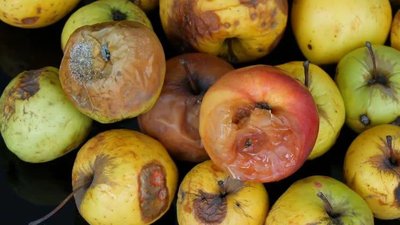 Aging of food