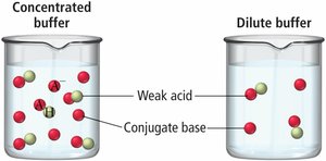 Concentrated vs. dilute buffer