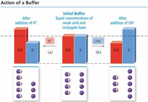 Action of a buffer upon addition of acid or base