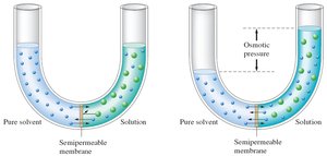 Osmotic pressure in a U-tube