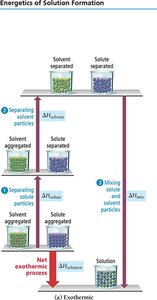 Energetics of solution formation: exothermic