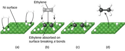 Energy diagram for catalyzed and uncatalyzed pathways