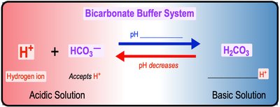 Bicarbonate buffer system