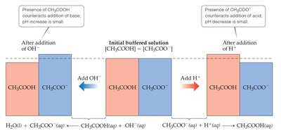 Buffer action: addition of acid or base to a buffer
