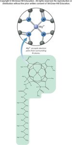 Mg2+ as Lewis acid in chlorophyll