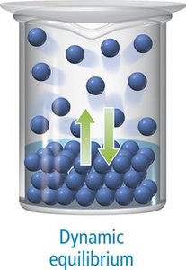 Dynamic equilibrium in pure solvent