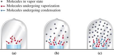 Establishing liquid-vapor equilibrium