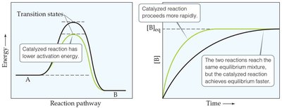 Catalyst effect on activation energy and time to equilibrium