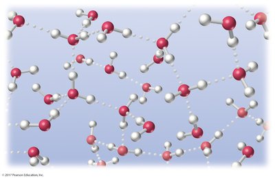 Hydrogen bonding network in water