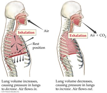 Inhalation and exhalation: Boyle's law in the lungs