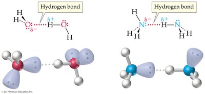 Hydrogen bonding in water and ammonia