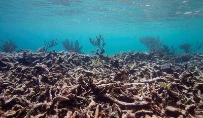 Coral reef affected by acidification