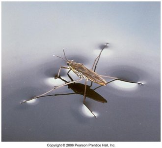 Molecular explanation of surface tension
