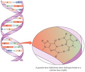 Hydrogen bonding in DNA