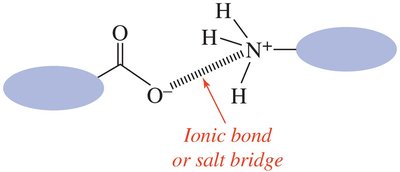 Ionic bond or salt bridge in proteins