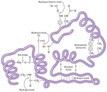 Protein folding and intermolecular forces