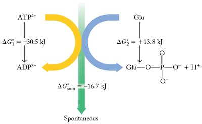 Diagram showing coupling of ATP hydrolysis with a nonspontaneous reaction