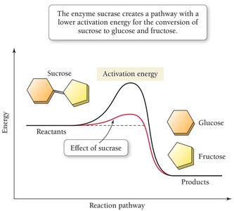 Enzyme sucrase lowers activation energy