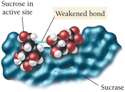 Sucrose in active site of sucrase enzyme