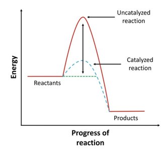 Energy diagram showing catalyzed and uncatalyzed reactions