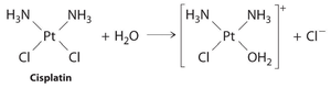 Cisplatin hydrolysis reaction