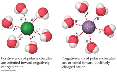 Ion-dipole interactions between ions and water molecules
