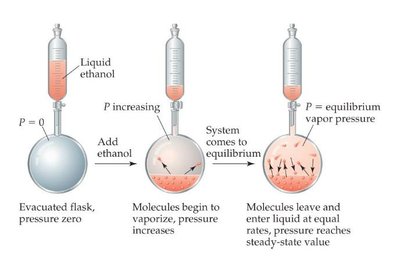 Dynamic equilibrium between liquid and vapor: vapor pressure