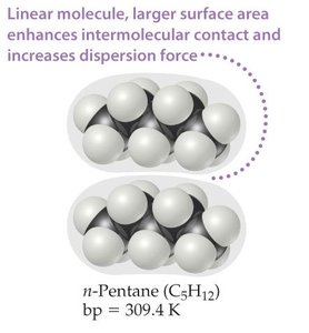 n-Pentane: linear molecule with larger surface area and higher boiling point