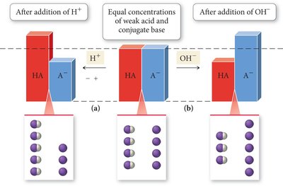 Buffer response to addition of acid and base