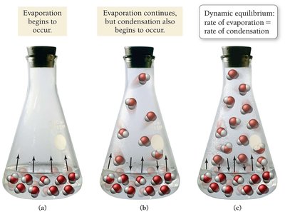 Evaporation and condensation dynamic equilibrium