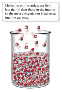 Evaporation: surface molecules escape