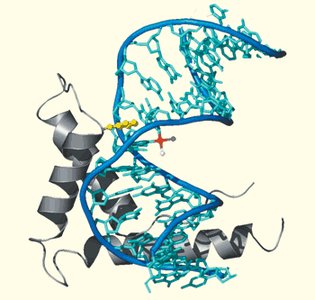 Cisplatin binding to DNA
