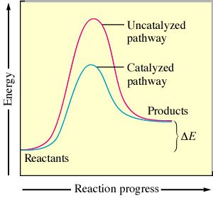 Energy diagram showing catalyzed and uncatalyzed pathways