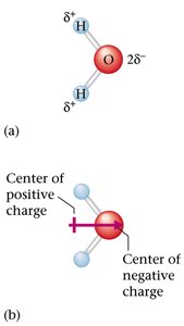 Water molecule showing dipole moment and centers of charge
