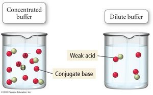 Buffering capacity: concentrated vs dilute buffer