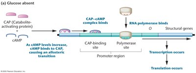 CAP-cAMP complex binding in absence of glucose